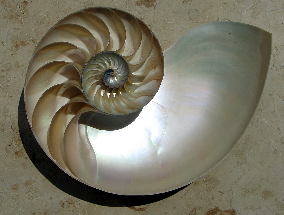 Nautilus shell with logarithmic spiral